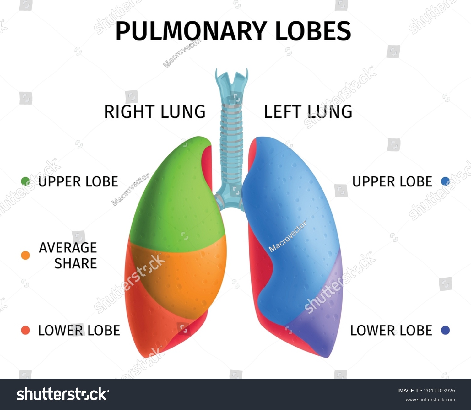 Human lung respiratory system upper lower lobes - Royalty Free Stock ...