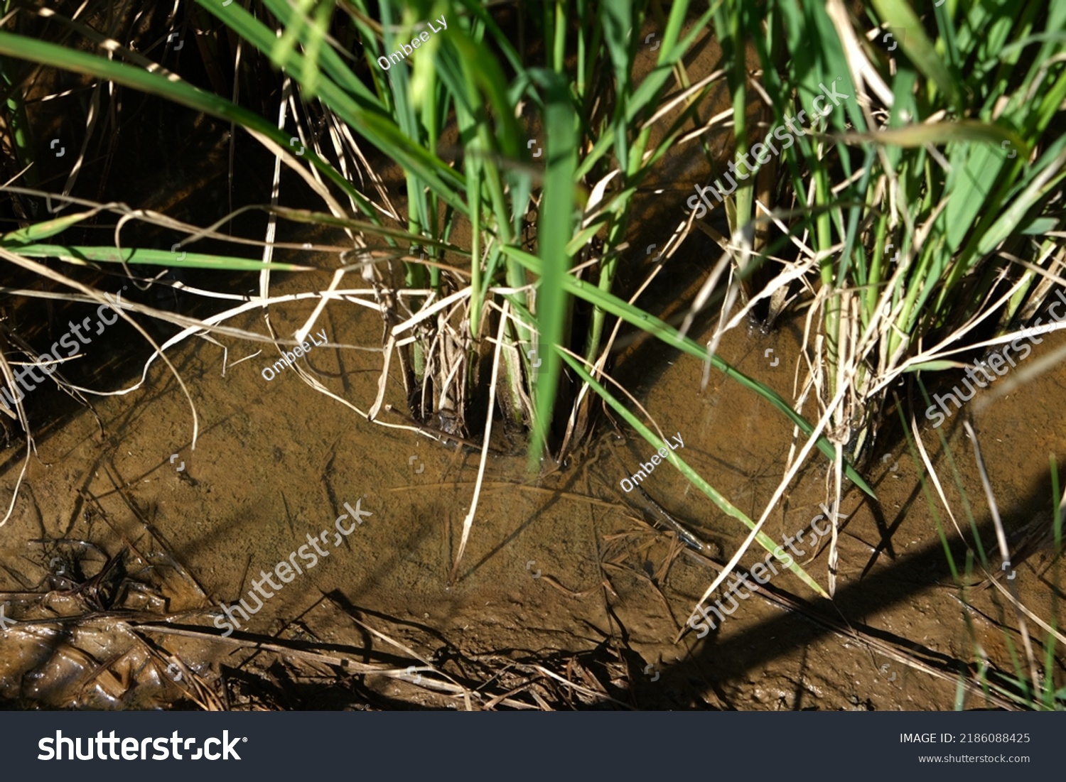 Rice bacterial blight. Bacterial blight infected - Royalty Free Stock ...