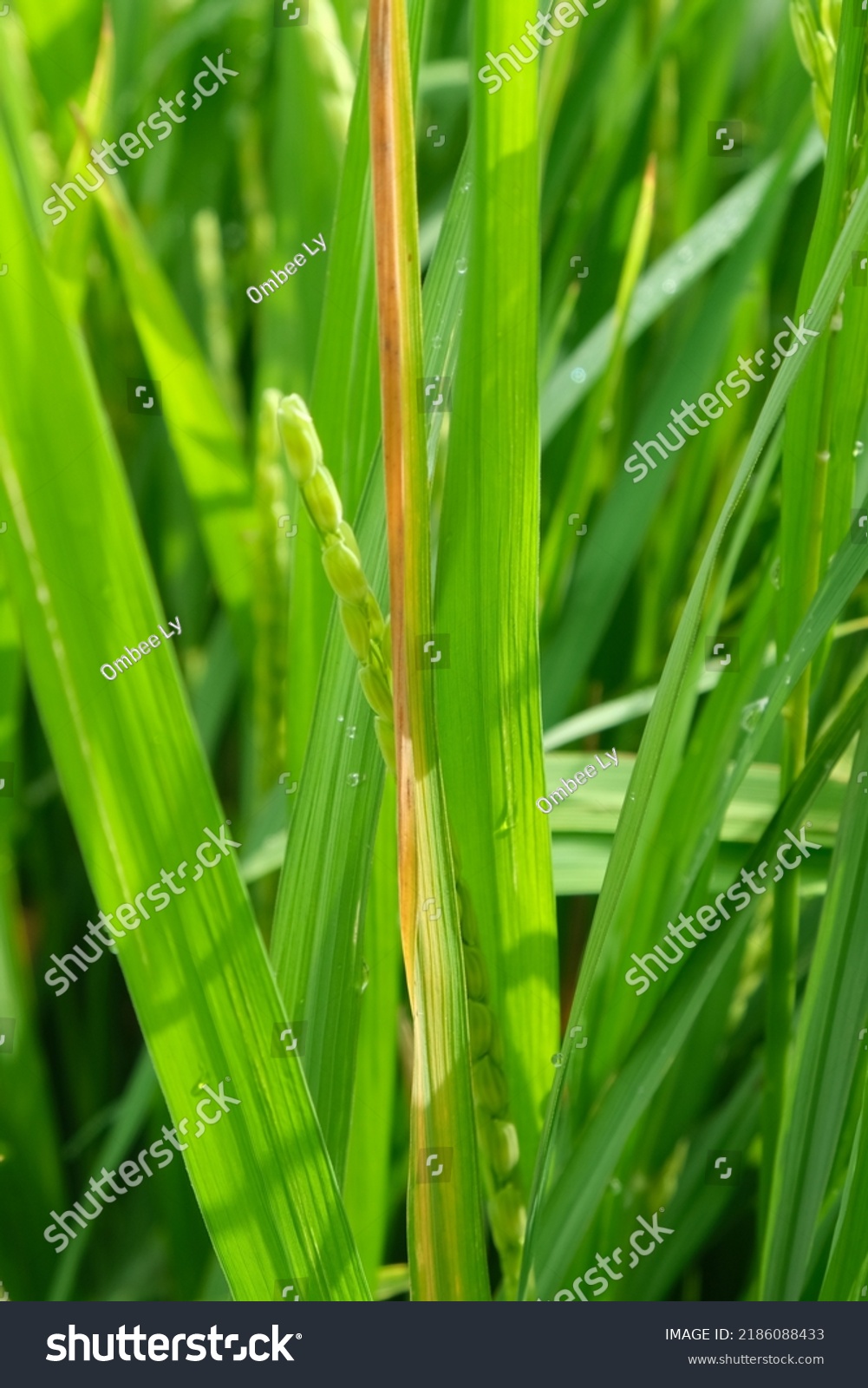 Rice bacterial blight. Bacterial blight infected - Royalty Free Stock ...