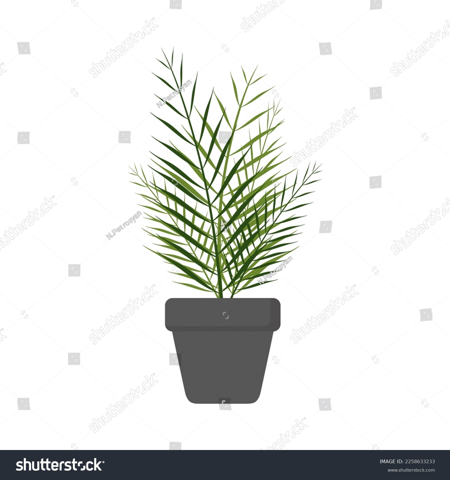 Chamaedorea elegans houseplant in a pot with - Royalty Free Stock ...