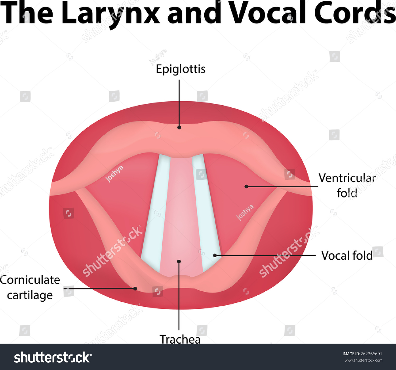 Diagram Of Vocal Cords