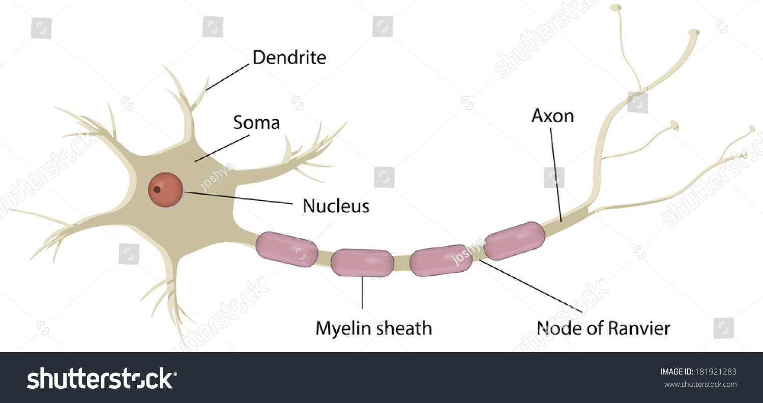 Labelled Diagram Of Nerve Cell