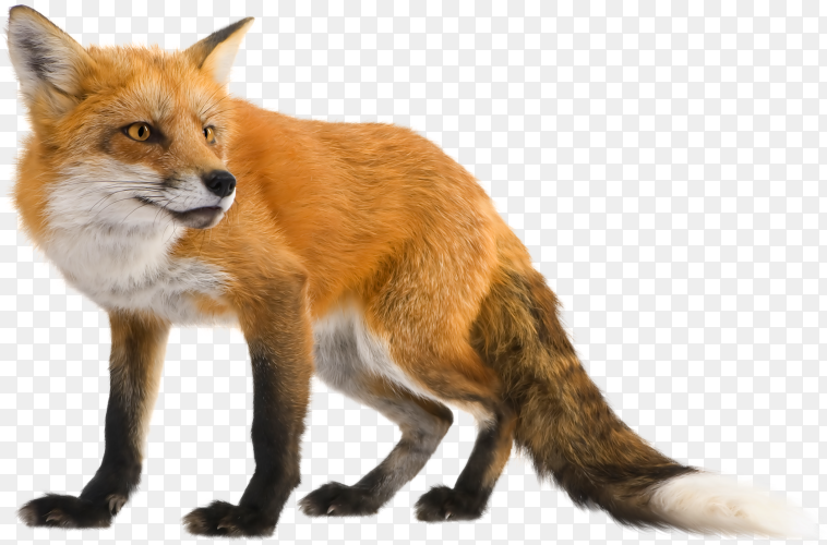 Fox isolated on transparent background PNG