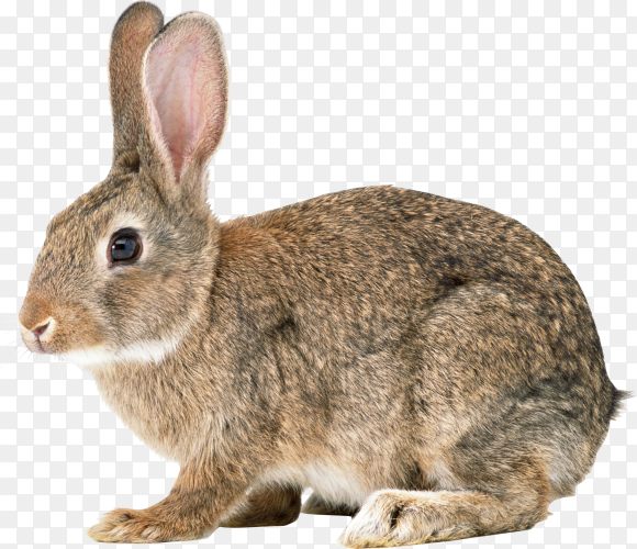 Furry cute rabbit isolated on transparent background PNG