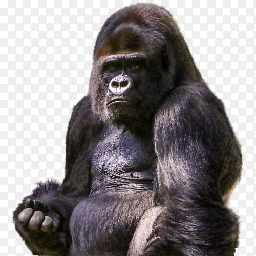 Gorilla isolated on transparent background PNG