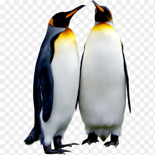 Penguins isolated on transparent background PNG