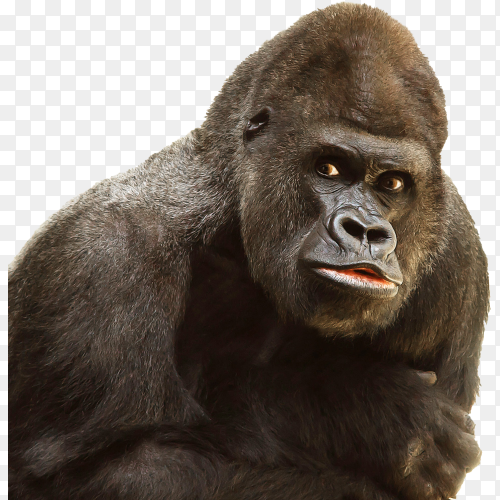 Photo of Gorilla on transparent background PNG