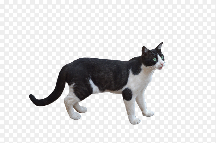 Photo of cute cat on transparent background PNG