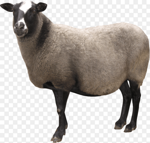 White and black sheep on transparent background PNG