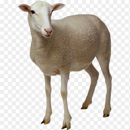 White sheep kid on transparent background PNG