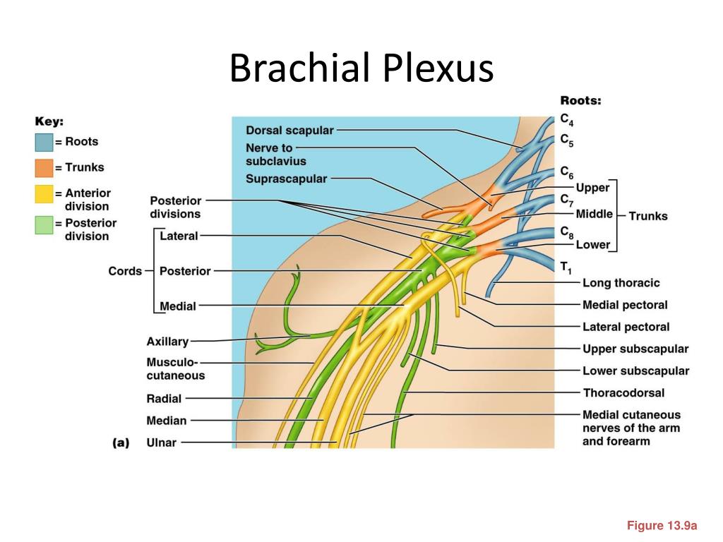 PPT - The Peripheral Nervous System (PNS) PowerPoint Presentation, free ...