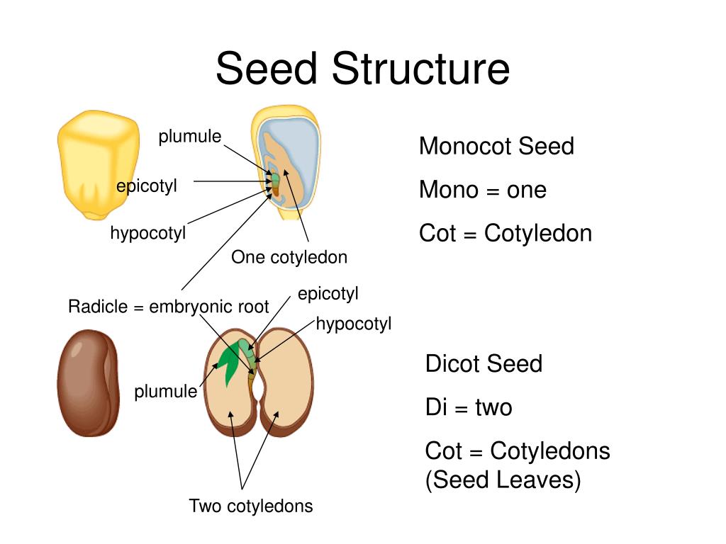 PPT - Angiosperm Reproduction Chapter 38 PowerPoint Presentation, free ...