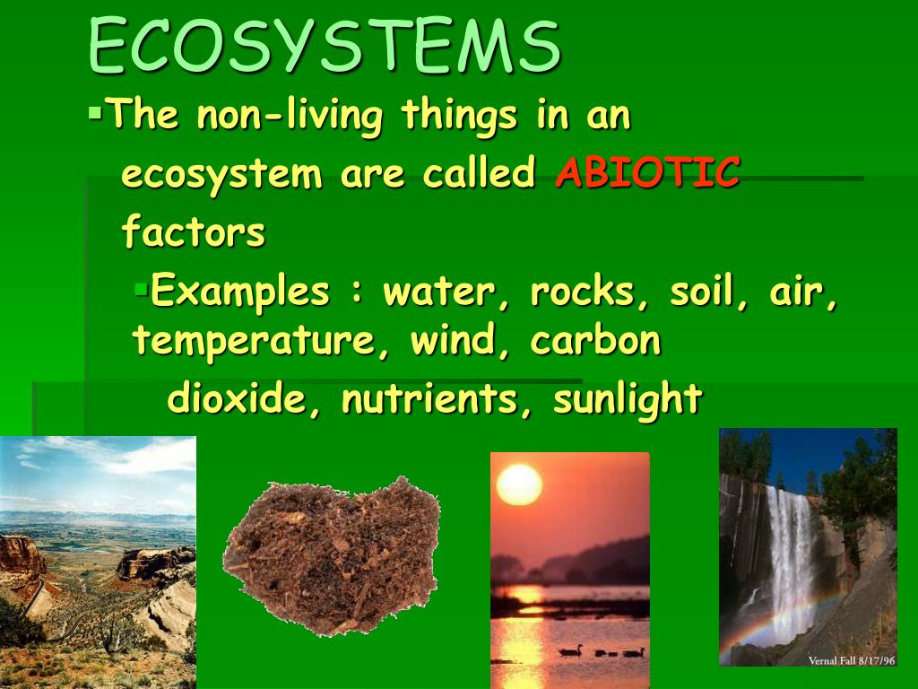 Components Of Ecosystem PPT