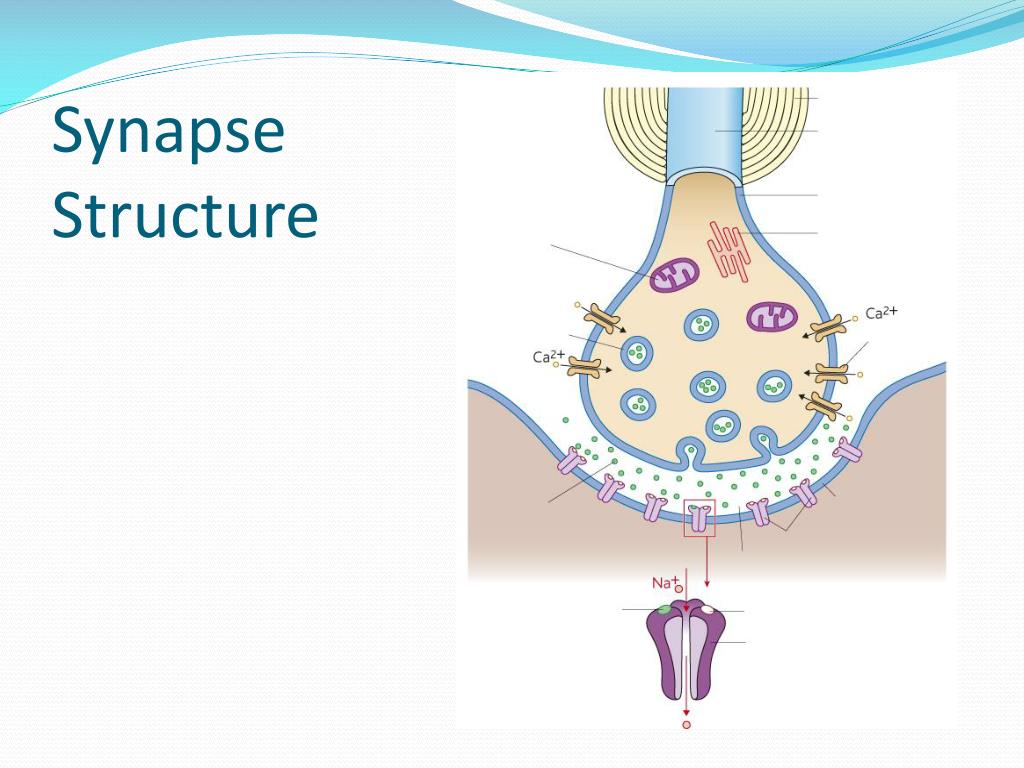 The Structure Of A Synapse