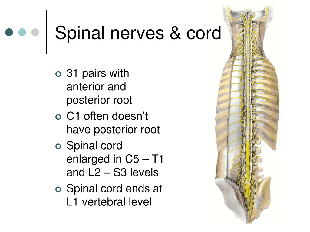 PPT - Spinal Cord PowerPoint Presentation, free download - ID:177782