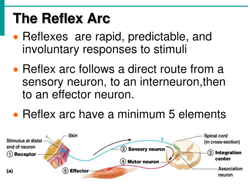 PPT - The Nervous System PowerPoint Presentation, free download - ID:260443