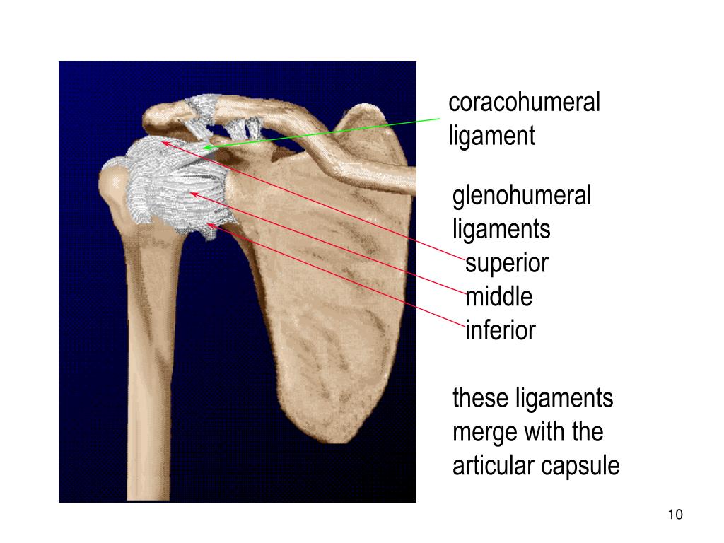 PPT - Upper Extremity Shoulder Complex Elbow Wrist (Hand) PowerPoint ...