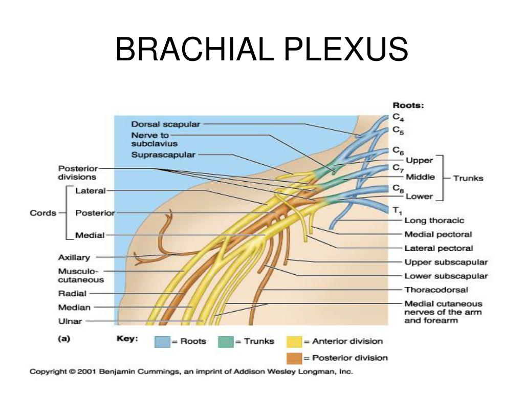 PPT - UPPER EXTREMITY-2 PowerPoint Presentation, free download - ID:300626