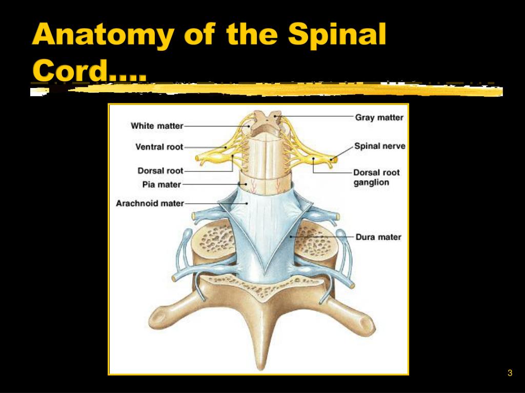 PPT - Anatomy of the Spinal Cord…. PowerPoint Presentation, free ...