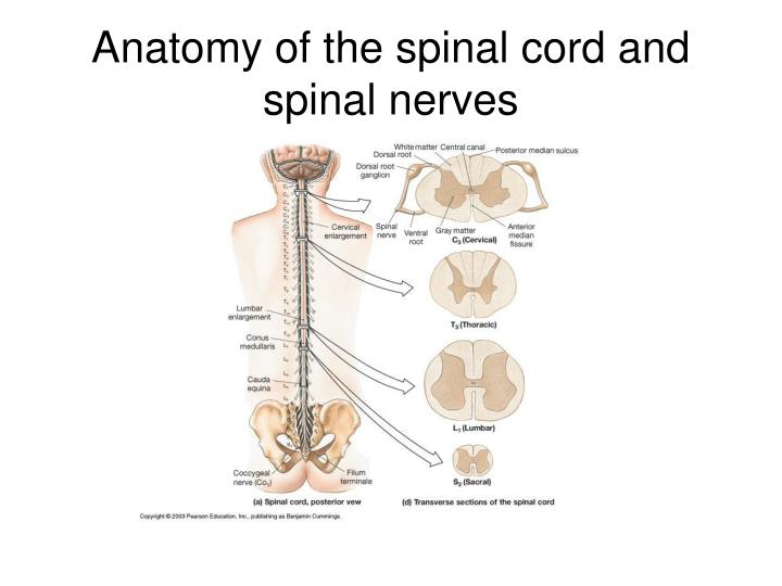 PPT - Anatomy and function of the spinal cord and nerves PowerPoint ...