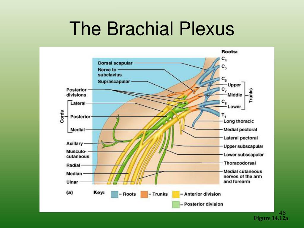 PPT - CRANIAL NERVES PowerPoint Presentation, free download - ID:460654