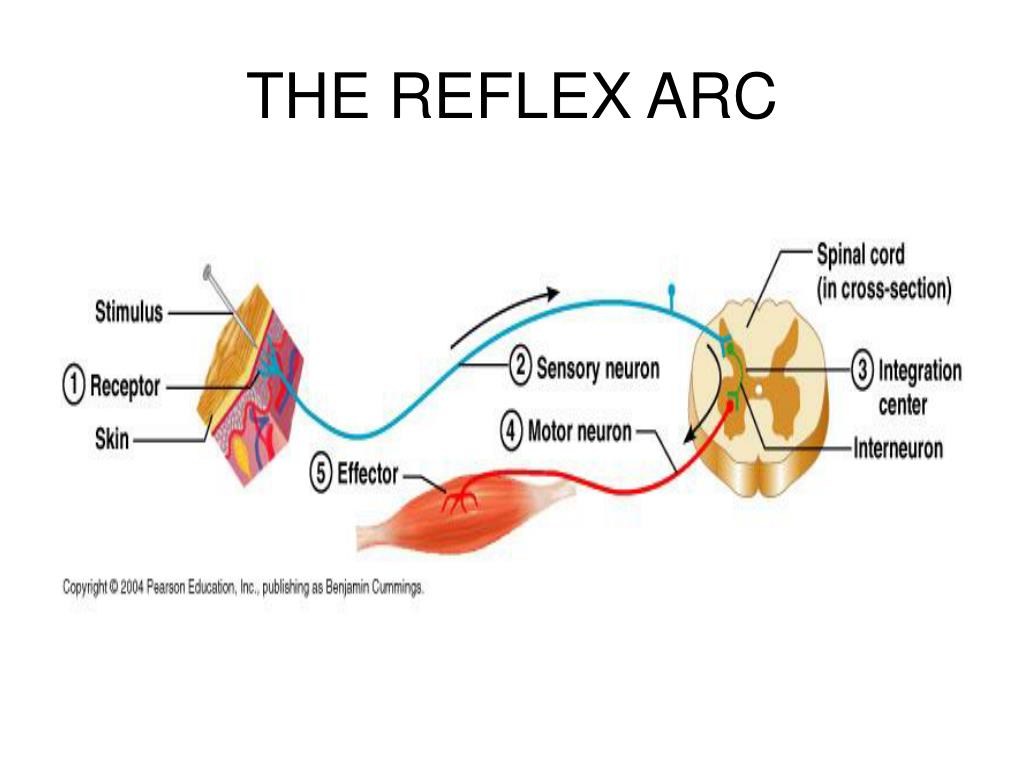 PPT - THE PERIPHERAL NERVOUS SYSTEM AND REFLEX ACTIVITY PowerPoint ...