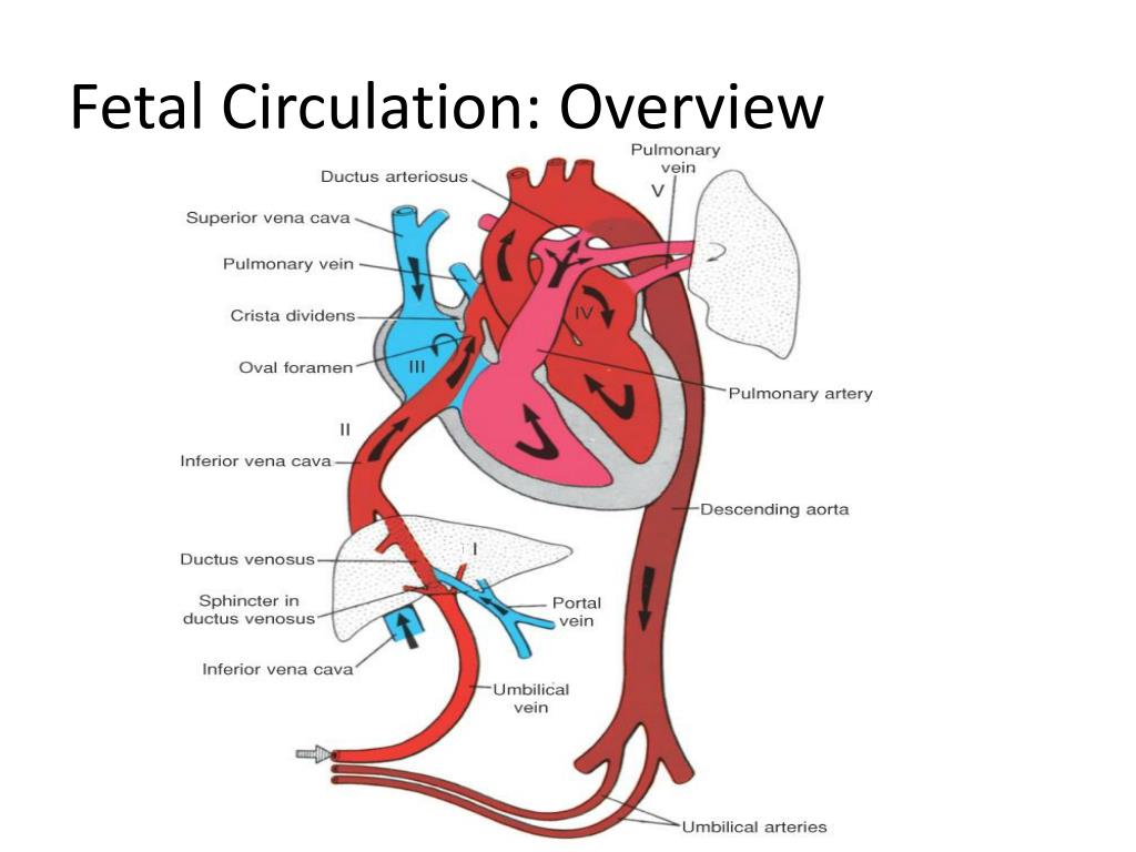 Fetal Circulation Diagram Blood Flow