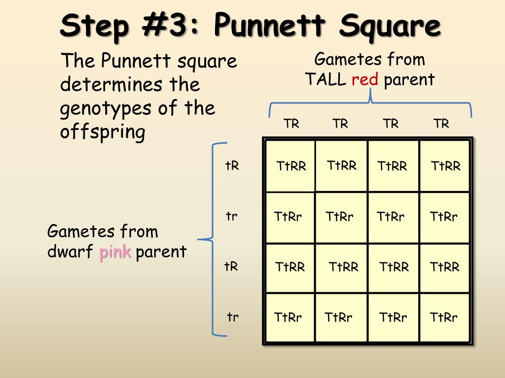 Punnett Square Of Dihybrid Cross Determining Genotypes And Phenotypes ...