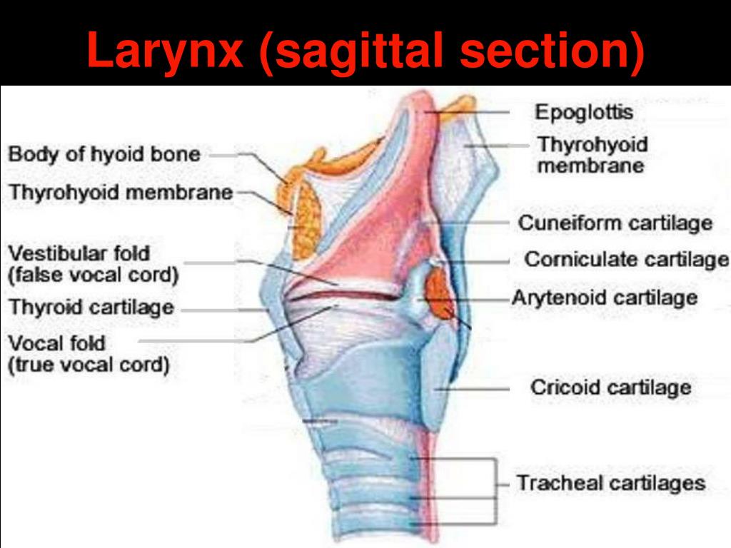 Ppt - Anatomy & Physiology Of Larynx Powerpoint Presentation, Free EE8