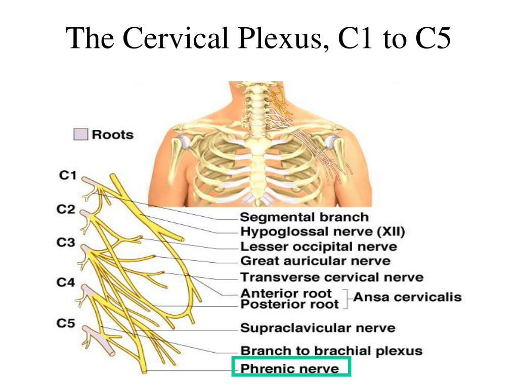 Ppt Spinal Nerve Overview Cervical Plexus Brachial Plexus | My XXX Hot Girl