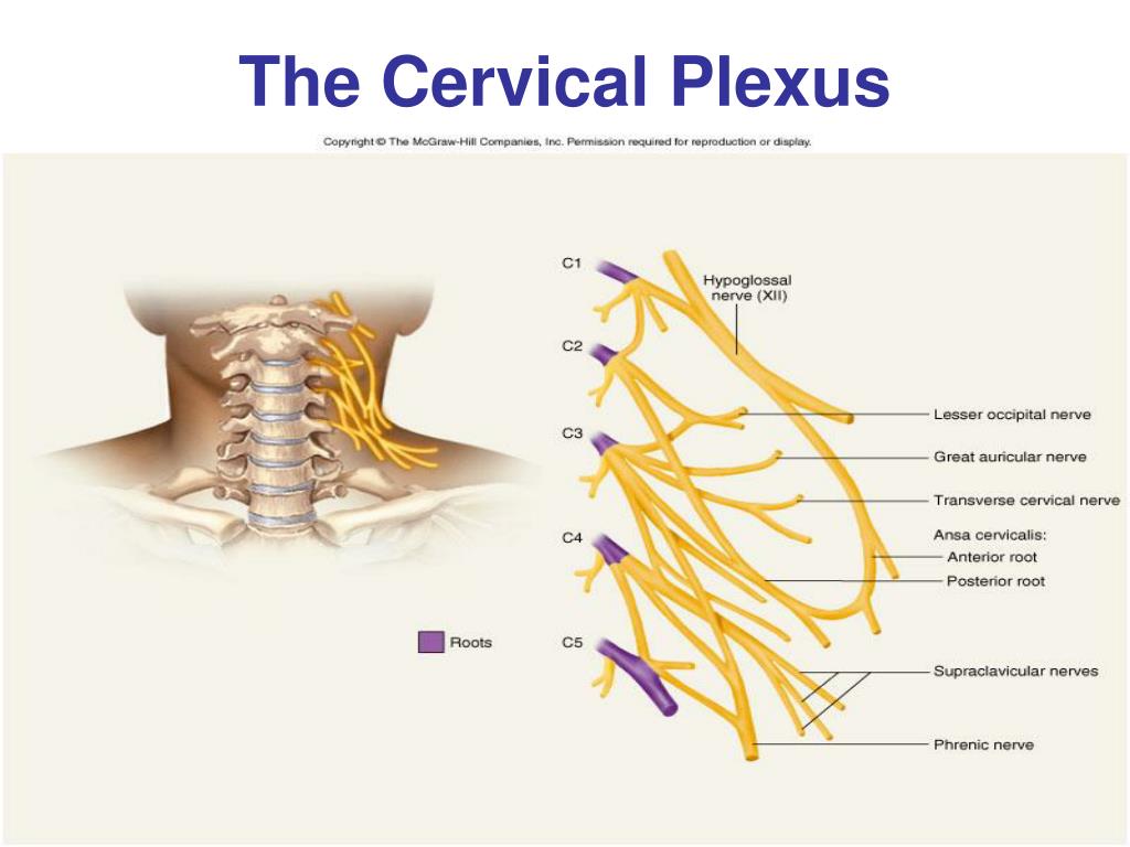 Cervical Plexus Anatomical Nerve Diagram Vector Illus - vrogue.co