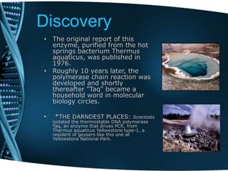 Discovery
• The original report of this
enzyme, purified from the hot
springs bacterium Thermus
aquaticus, was published in
1976.
• Roughly 10 years later, the
polymerase chain reaction was
developed and shortly
thereafter "Taq" became a
household word in molecular
biology circles.
• *THE DARNDEST PLACES: Scientists
isolated the thermostable DNA polymerase
Taq, an enzyme that drives PCR, from
Thermus aquaticus Yellowstone type-1, a
resident of geysers like this one at
Yellowstone National Park.
 