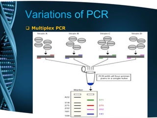 Variations of PCR
 Multiplex PCR
 