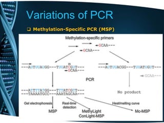 Variations of PCR
 Methylation-Specific PCR (MSP)
 