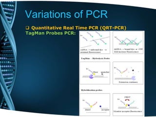 Variations of PCR
 Quantitative Real Time PCR (QRT-PCR)
TagMan Probes PCR:
 