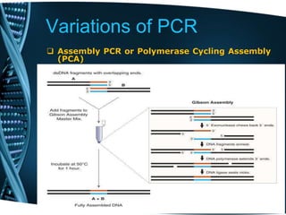 Variations of PCR
 Assembly PCR or Polymerase Cycling Assembly
(PCA)
 