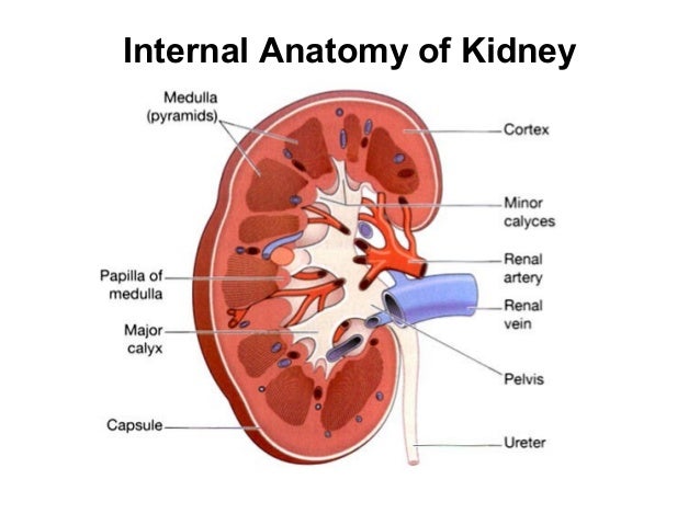 09 urinary system