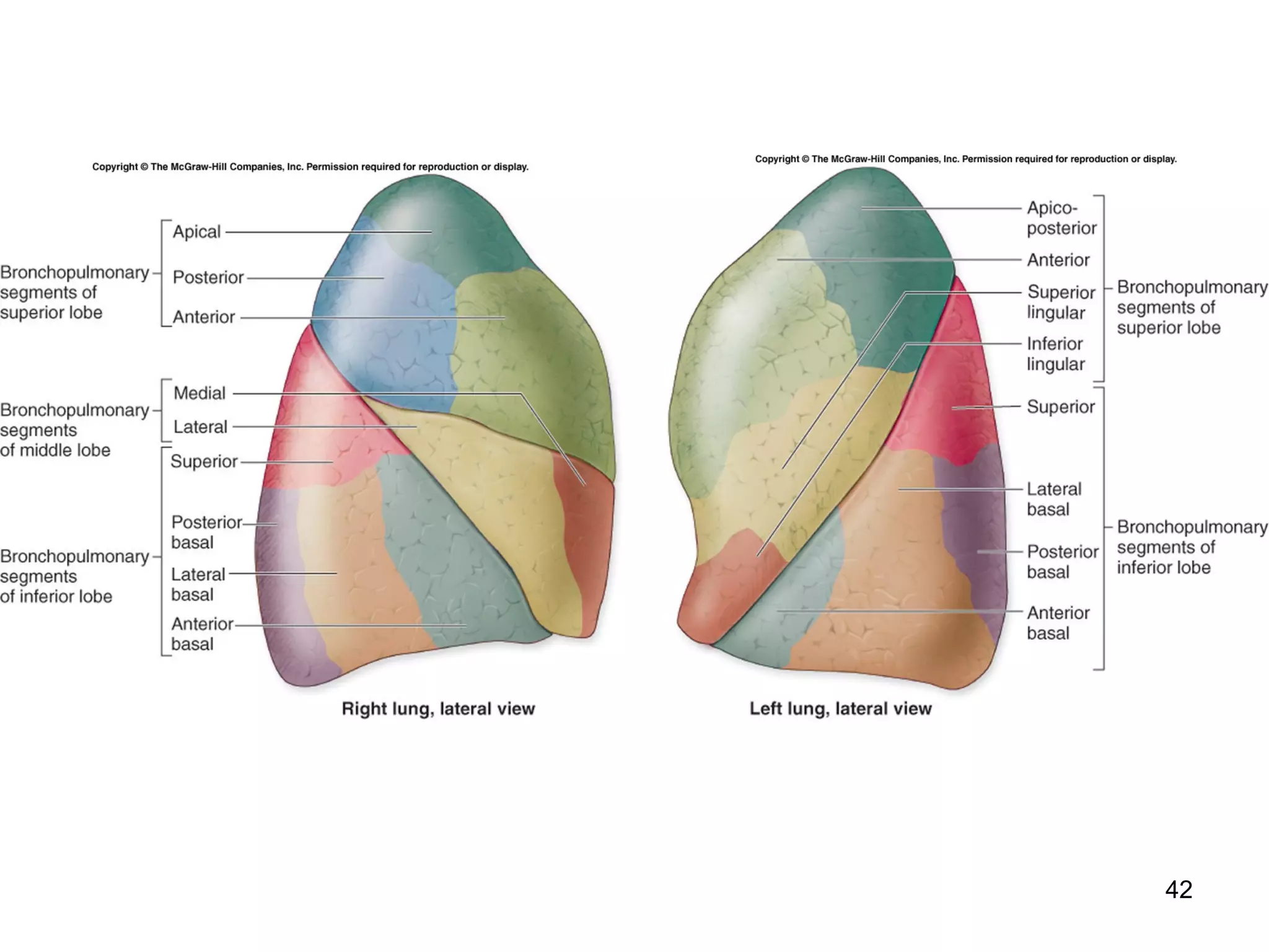 Histology of Respiratory system | PPT