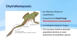 Phylum Chytridiomycota & Zygomycota | PPT