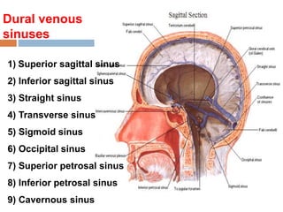 Dural venous
sinuses
1) Superior sagittal sinus
2) Inferior sagittal sinus
3) Straight sinus
4) Transverse sinus
5) Sigmoid sinus
6) Occipital sinus
7) Superior petrosal sinus
8) Inferior petrosal sinus
9) Cavernous sinus
 