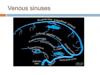 Venous sinuses
 