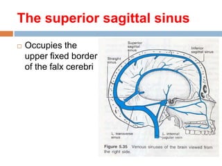 The superior sagittal sinus
 Occupies the
upper fixed border
of the falx cerebri
 