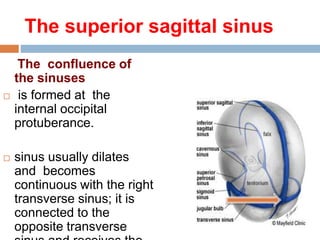 The superior sagittal sinus
The confluence of
the sinuses
 is formed at the
internal occipital
protuberance.
 sinus usually dilates
and becomes
continuous with the right
transverse sinus; it is
connected to the
opposite transverse
 