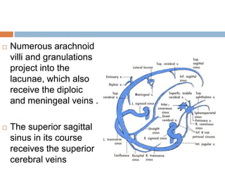  Numerous arachnoid
villi and granulations
project into the
lacunae, which also
receive the diploic
and meningeal veins .
 The superior sagittal
sinus in its course
receives the superior
cerebral veins
 