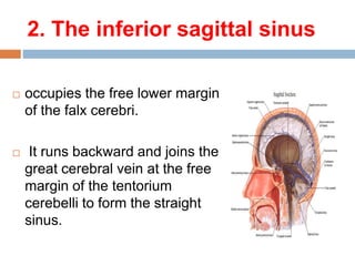 2. The inferior sagittal sinus
 occupies the free lower margin
of the falx cerebri.
 It runs backward and joins the
great cerebral vein at the free
margin of the tentorium
cerebelli to form the straight
sinus.
 