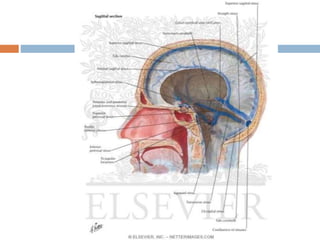 15 dural venous sinuses