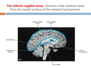 The inferior sagittal sinus receives a few cerebral veins
from the medial surface of the cerebral hemispheres.
 