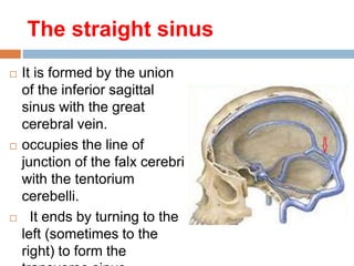 The straight sinus
 It is formed by the union
of the inferior sagittal
sinus with the great
cerebral vein.
 occupies the line of
junction of the falx cerebri
with the tentorium
cerebelli.
 It ends by turning to the
left (sometimes to the
right) to form the
 