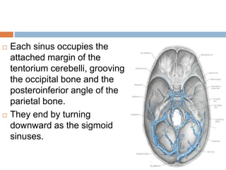  Each sinus occupies the
attached margin of the
tentorium cerebelli, grooving
the occipital bone and the
posteroinferior angle of the
parietal bone.
 They end by turning
downward as the sigmoid
sinuses.
 