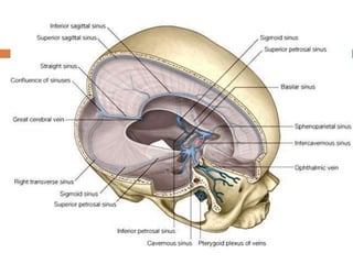 15 dural venous sinuses